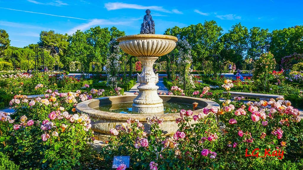 Rose garden