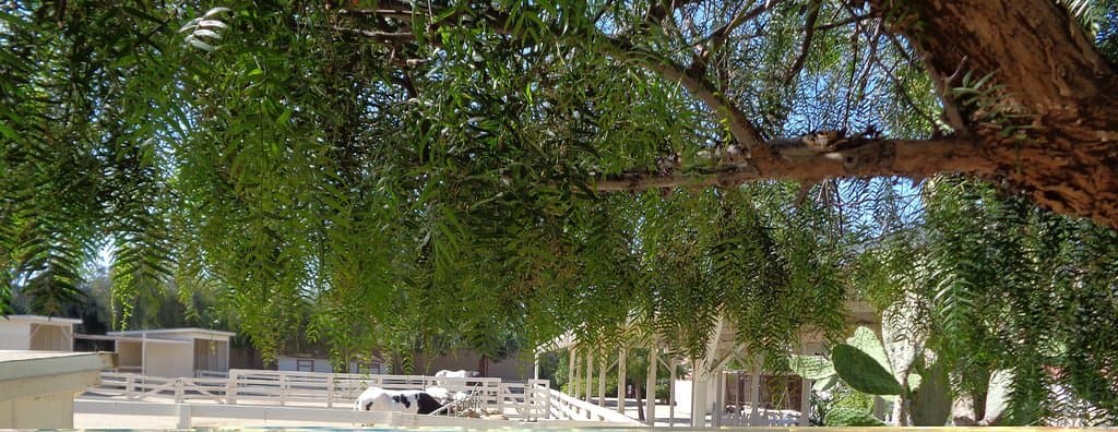 The farm