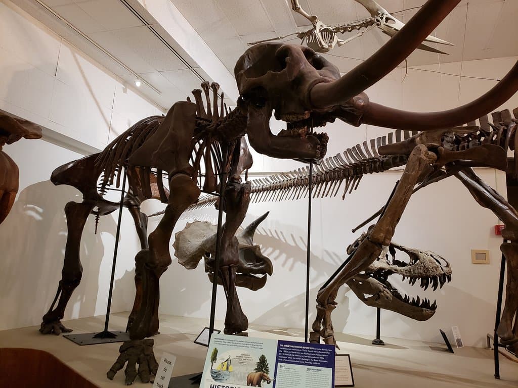 Mastodon made up of bones of two Wisconsin Mastodons