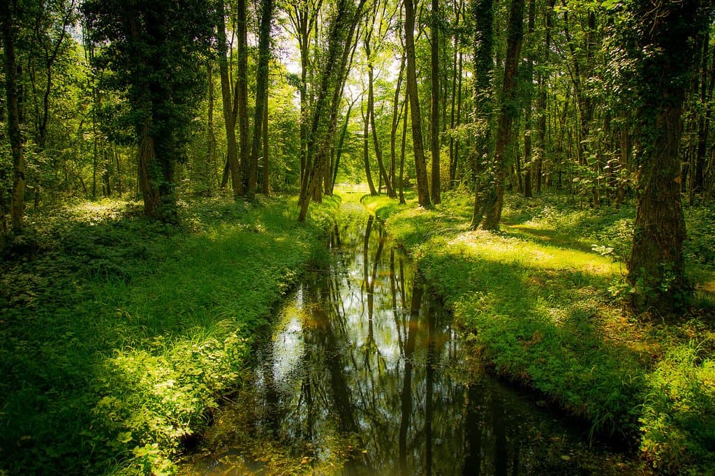 Romantischer Auenwald