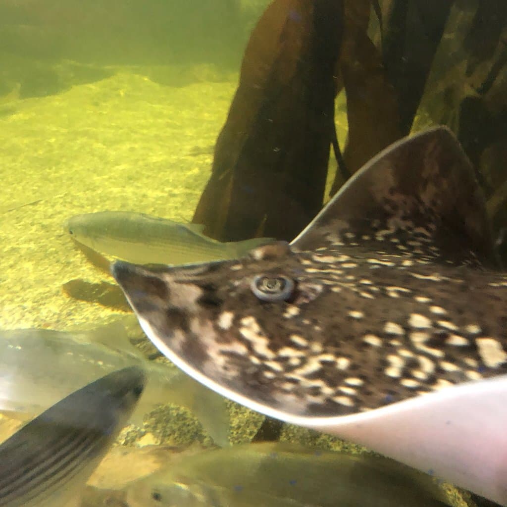 Ilfracombe Aquarium