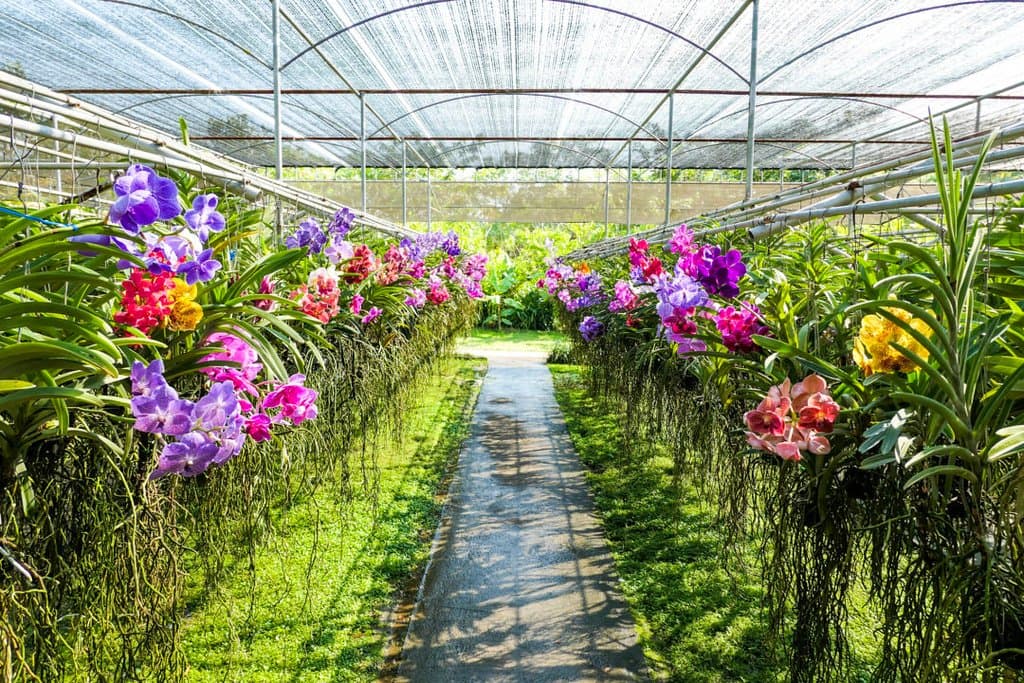 Vanda