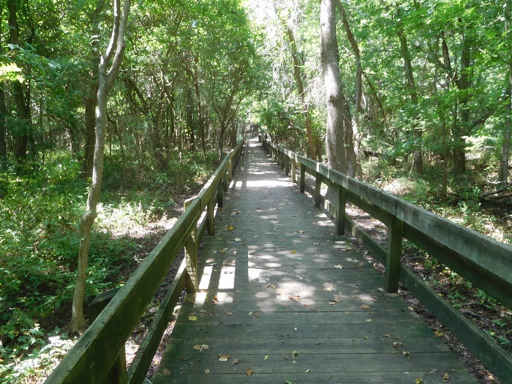 View Through Forest