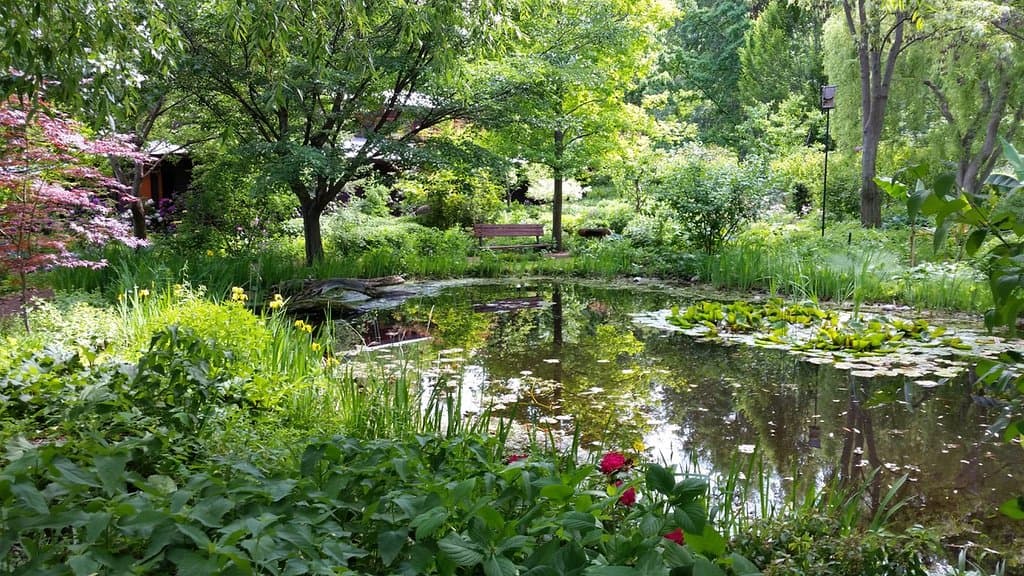 pond area