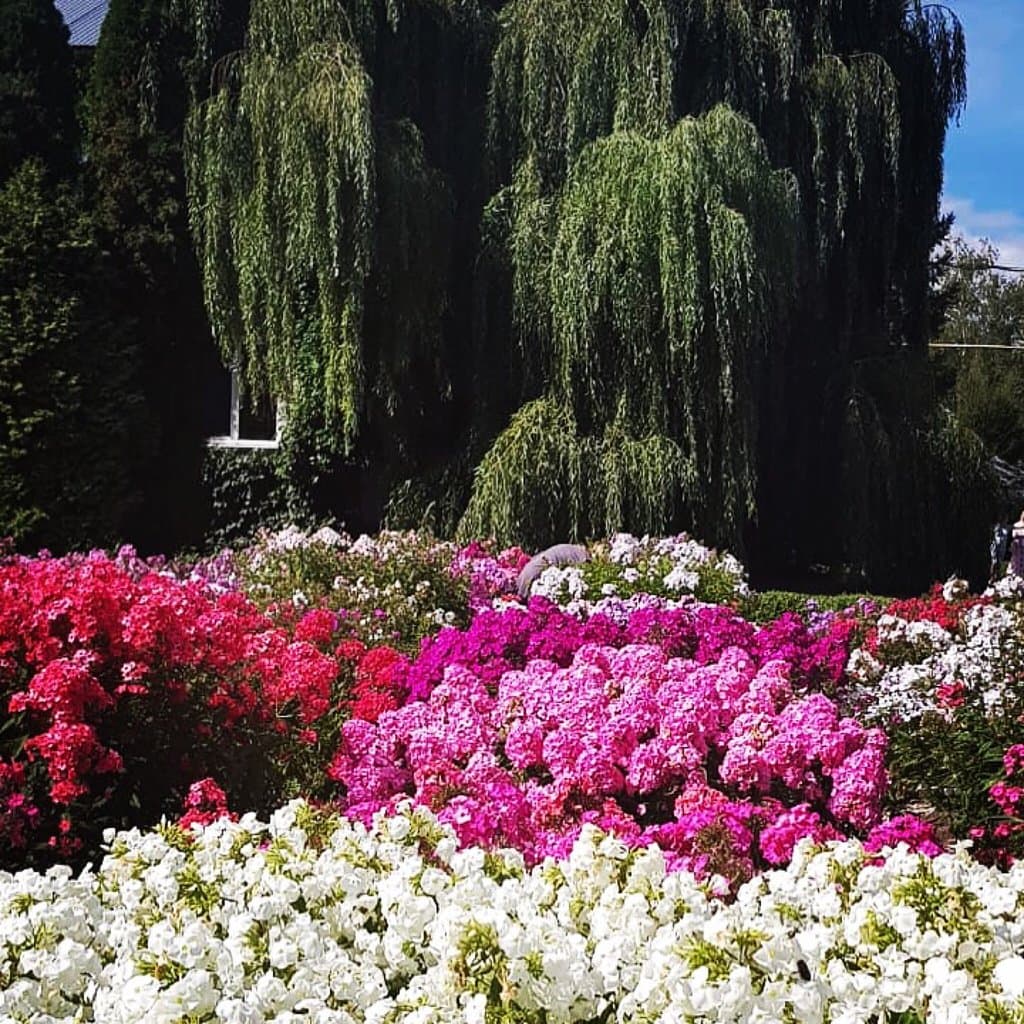 Botanical Garden Institute of Mari State University