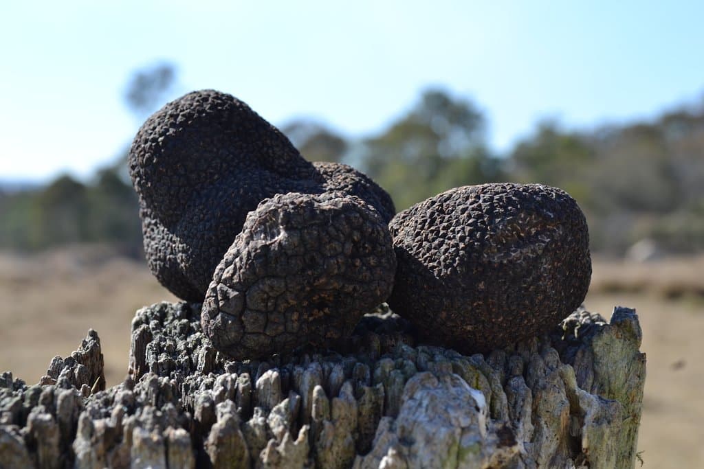 Fresh Truffles In Winter 