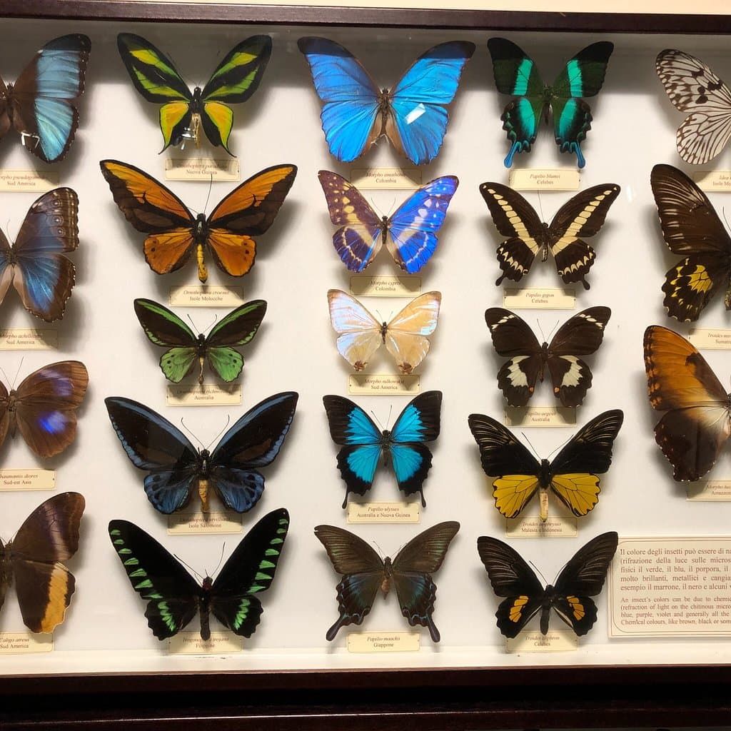 La Specola - Museum of Natural History