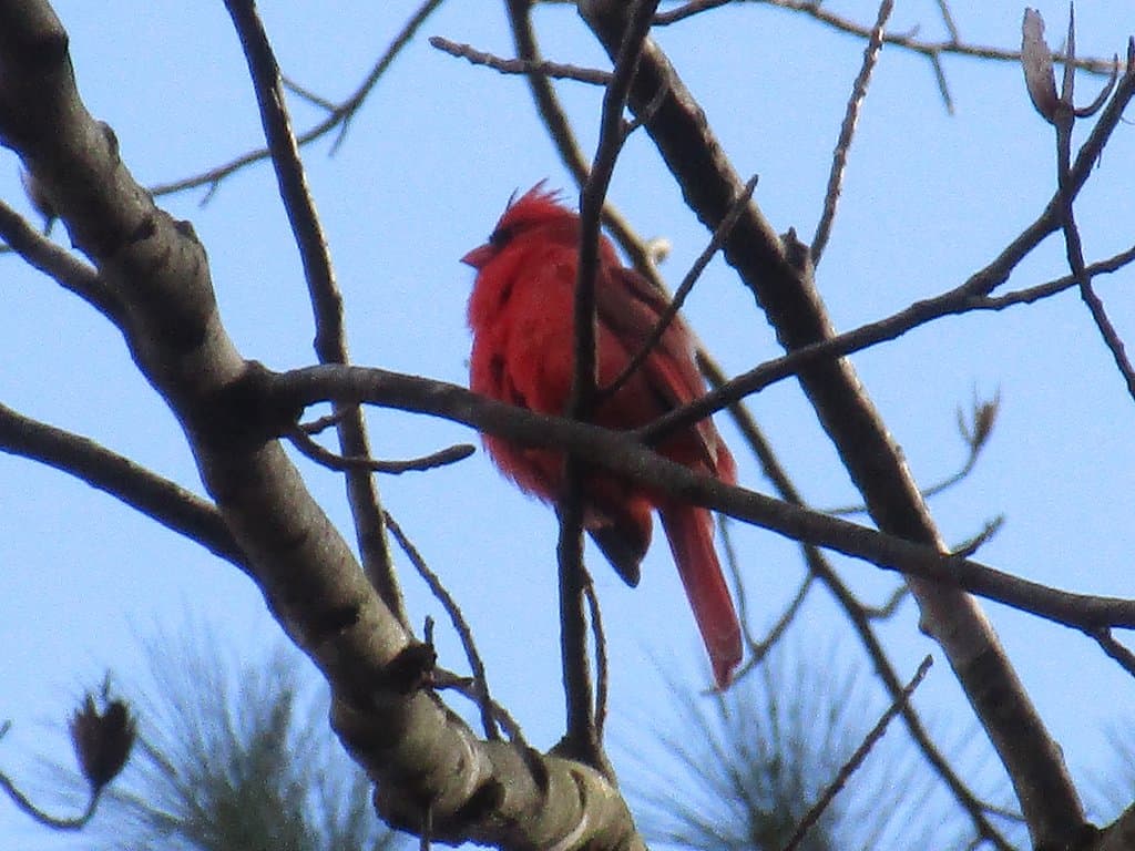cardinal in the cold