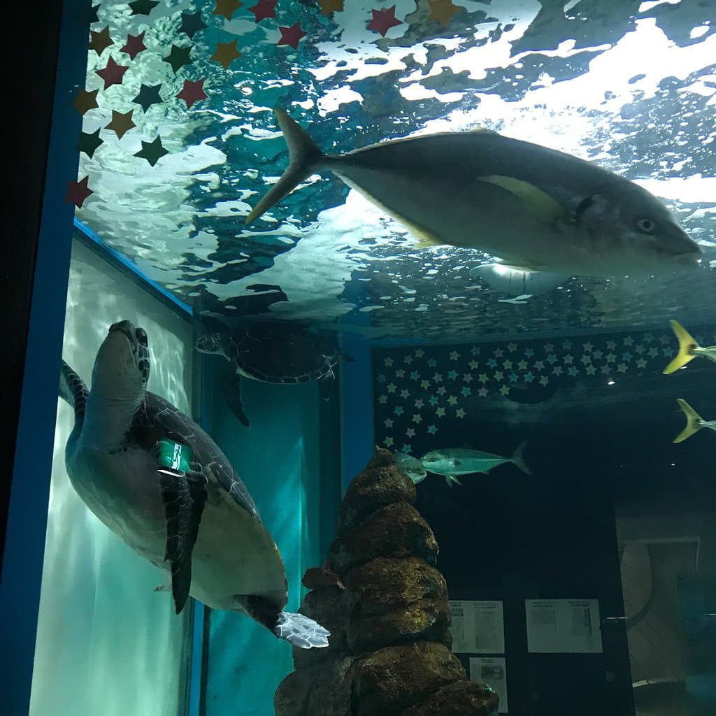 Hachinohe City Fisheries Science Museum Marient