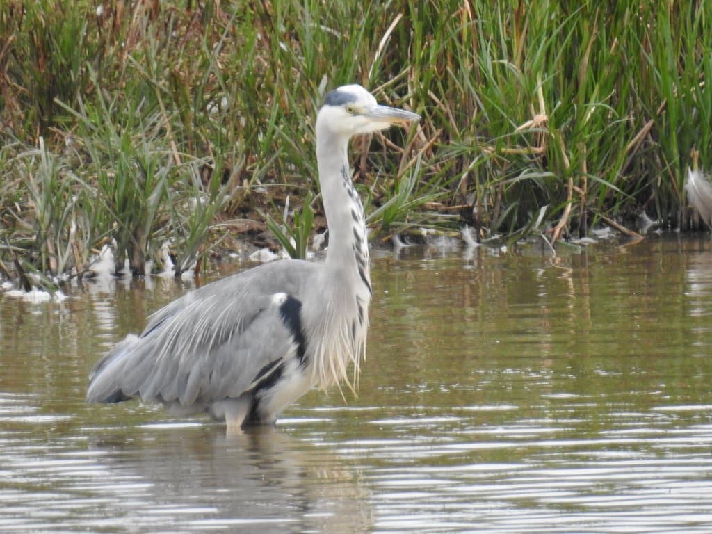 RSPB Bowling Green Marsh