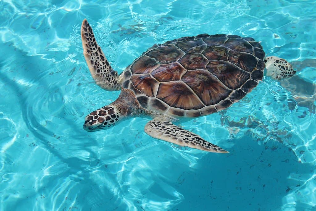 Turtle