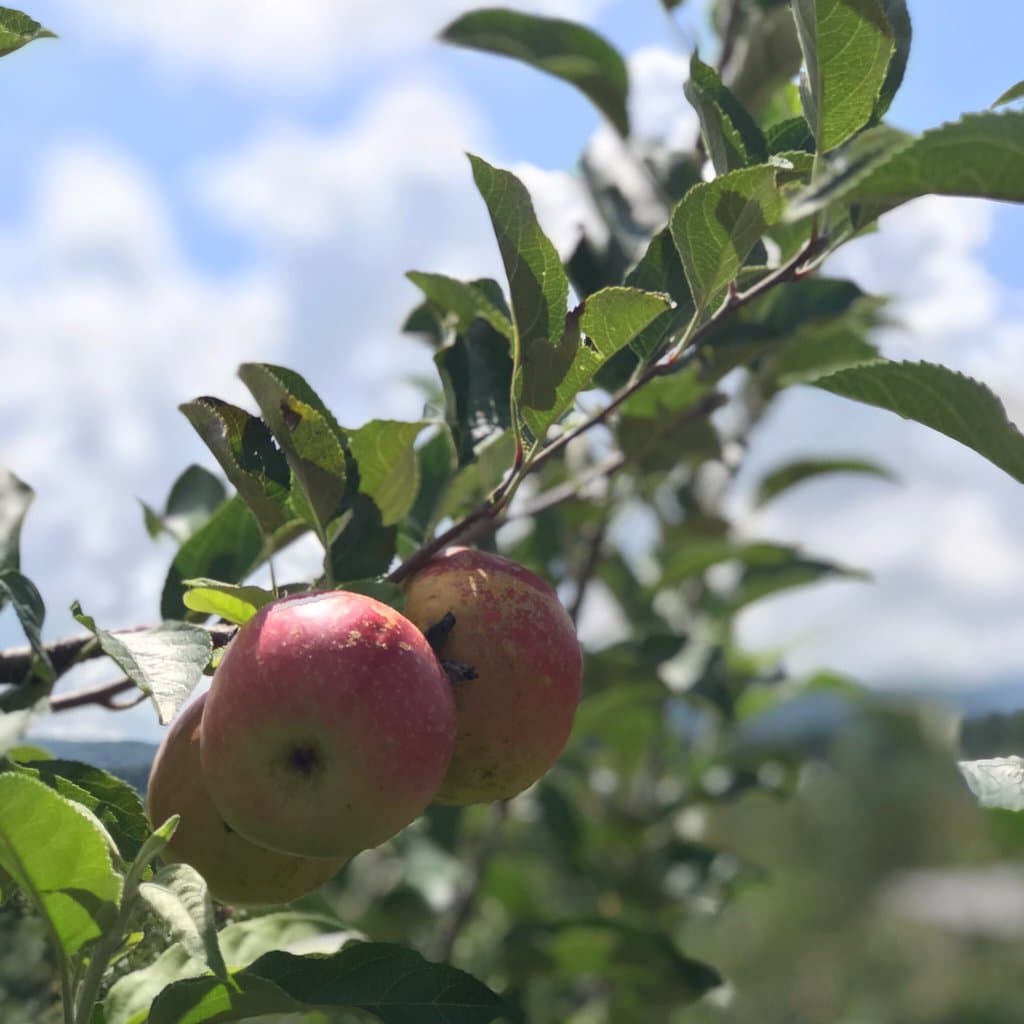 B.J. Reece Orchards