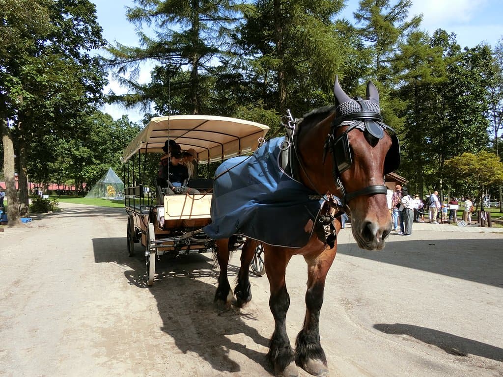Northern Horse Park