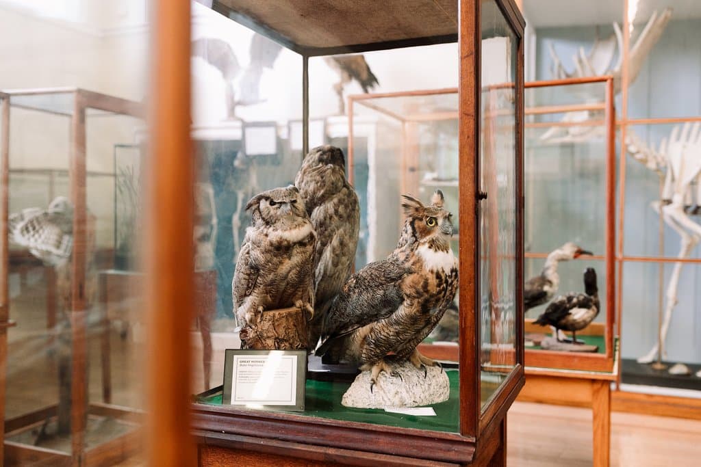 Libby Museum of Natural History