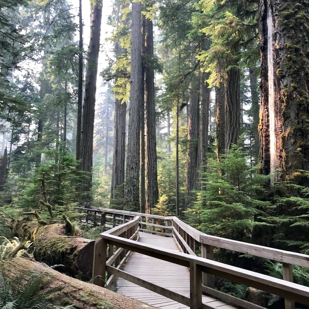 Cathedral Grove MacMillan Provincial Park