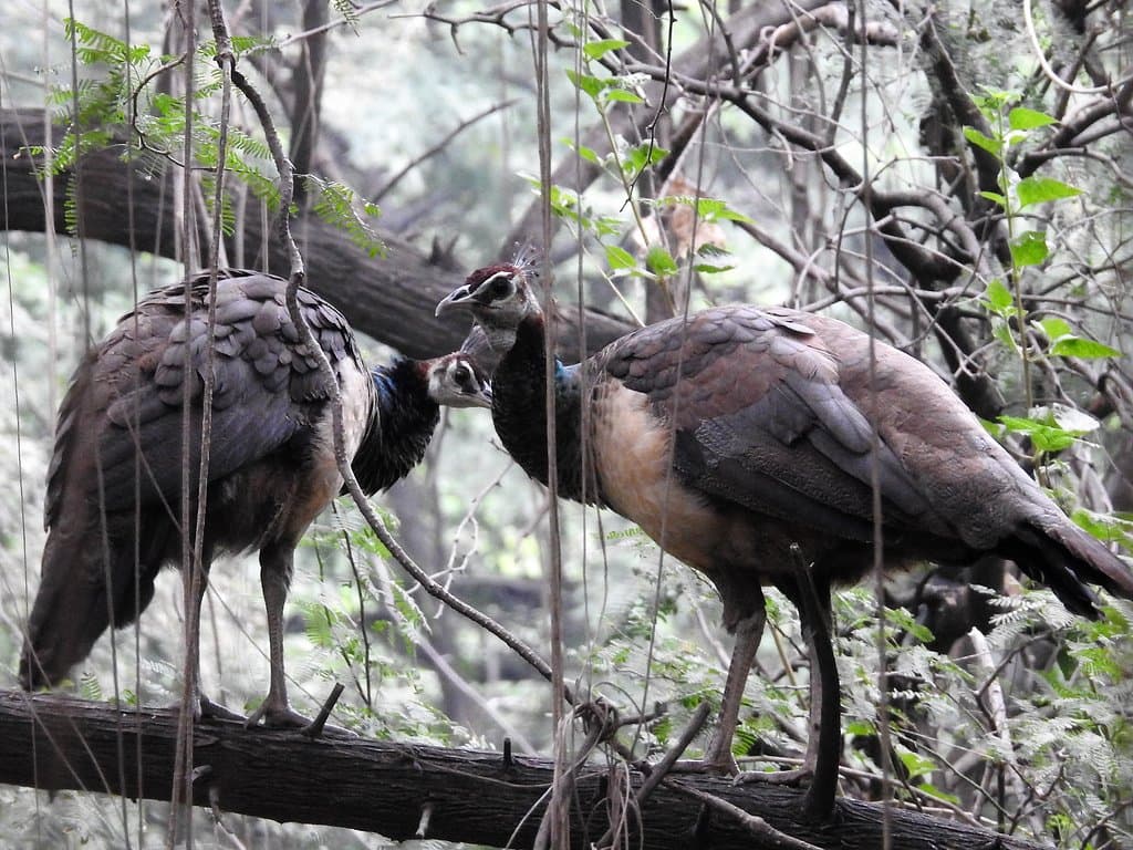 Sukhna Wildlife Sanctuary