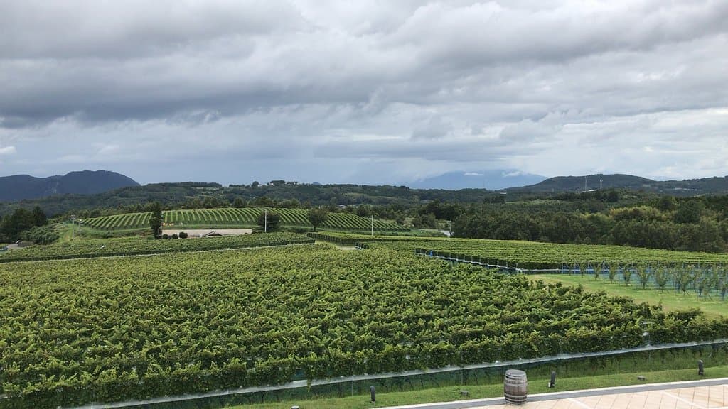 Nakaizu Winery Chateau TS