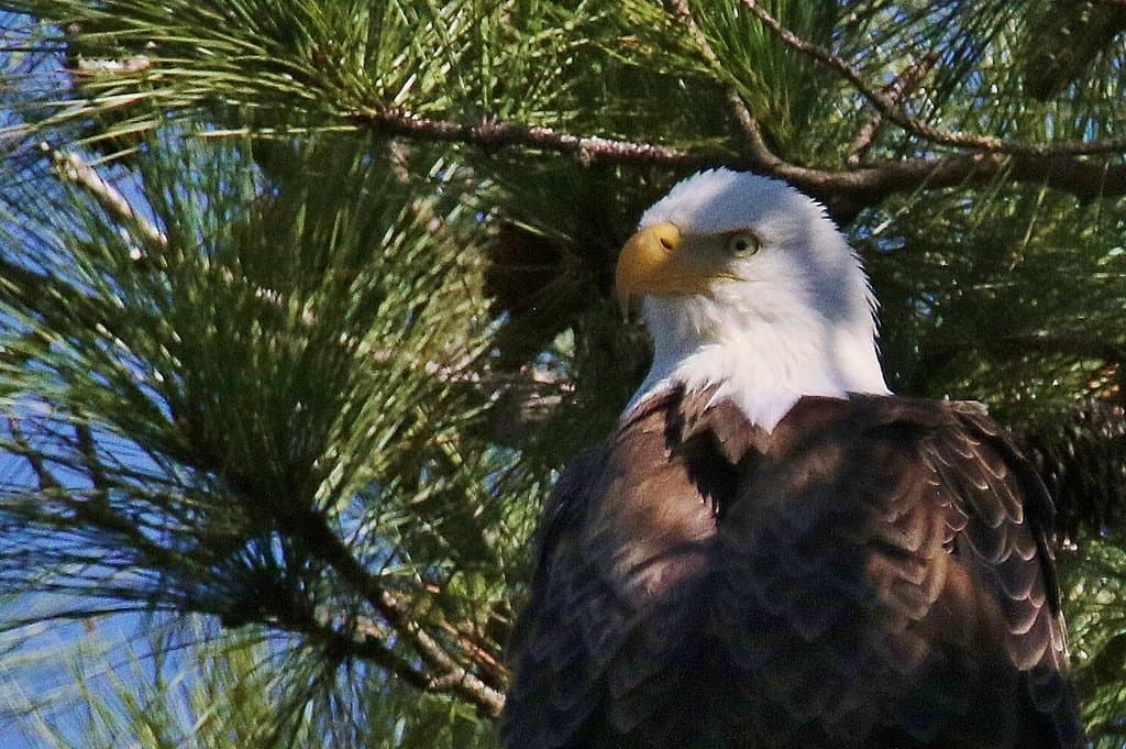 Bald Eagle