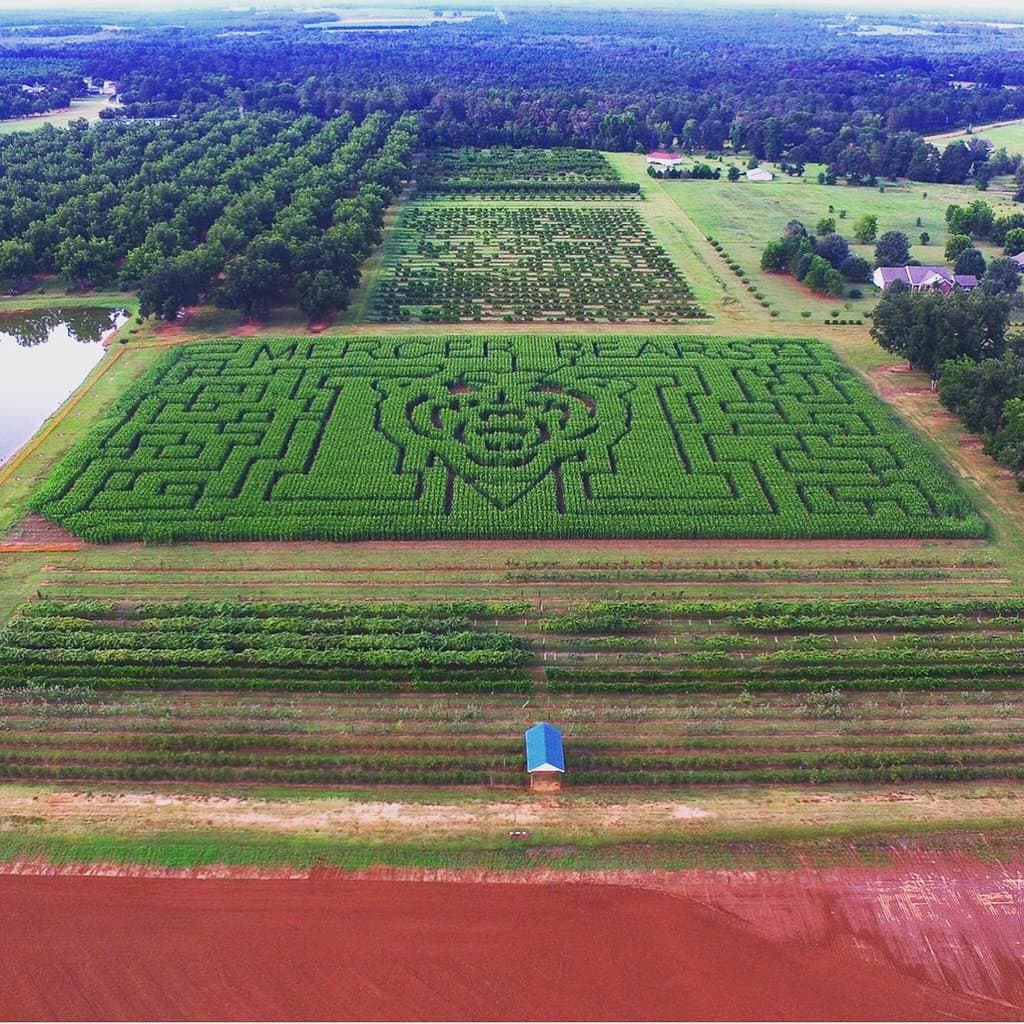 Mercer Bears 2018 corn maze