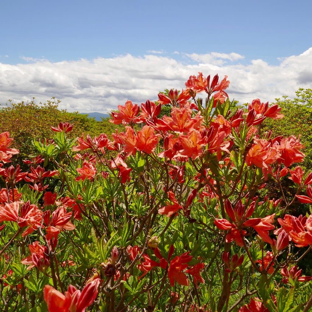 八幡のツツジ（ヤマツツジ）