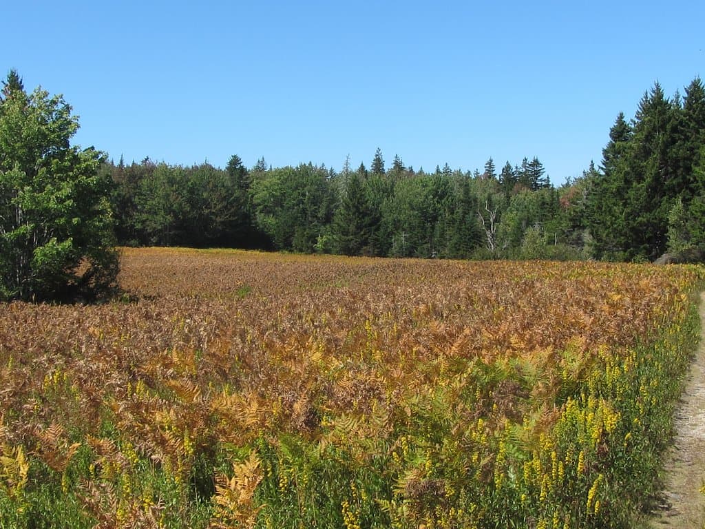 View before getting into the woods, They maintain this area with controled burns.