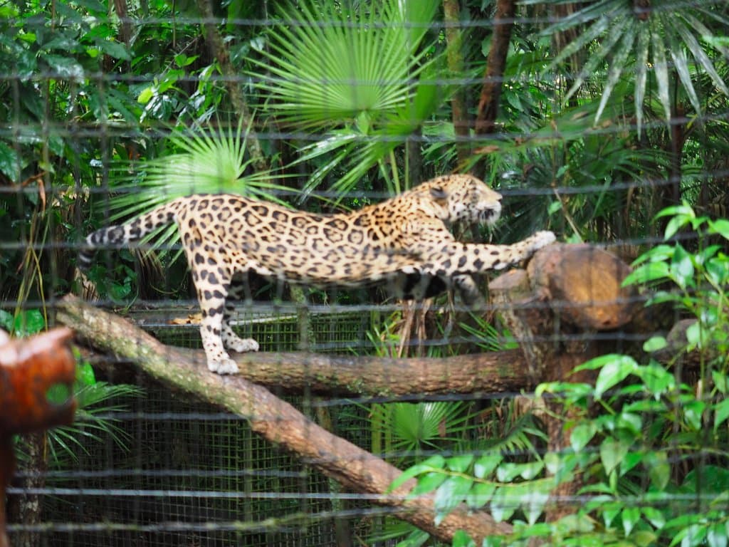 Belize Zoo