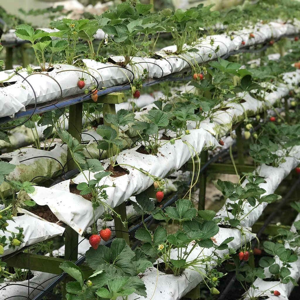 Healthy Strawberry Farm