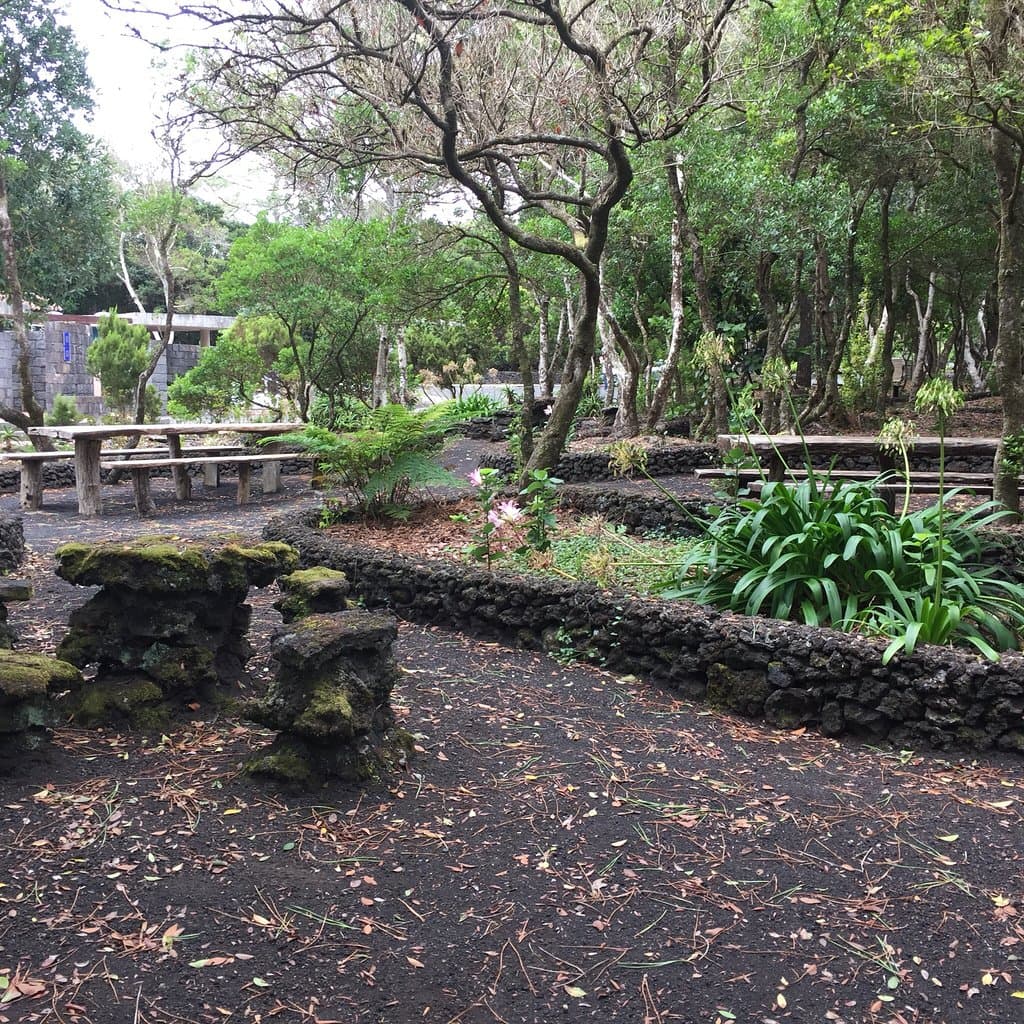 Capelo Forest Park Azores