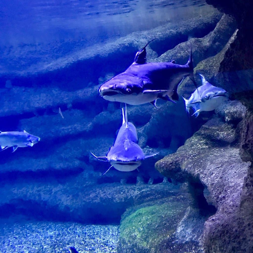 Eskişehir Zoo