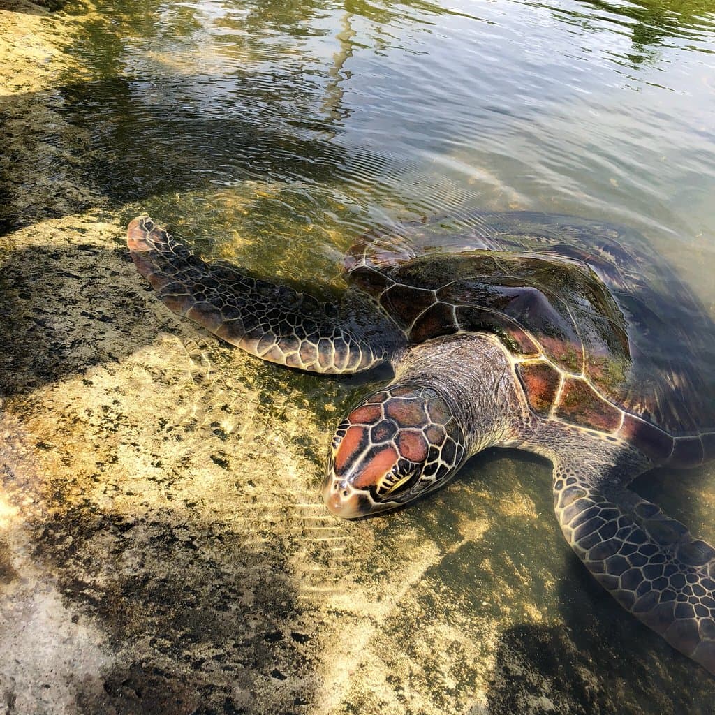 Reef Vanuatu Zoological