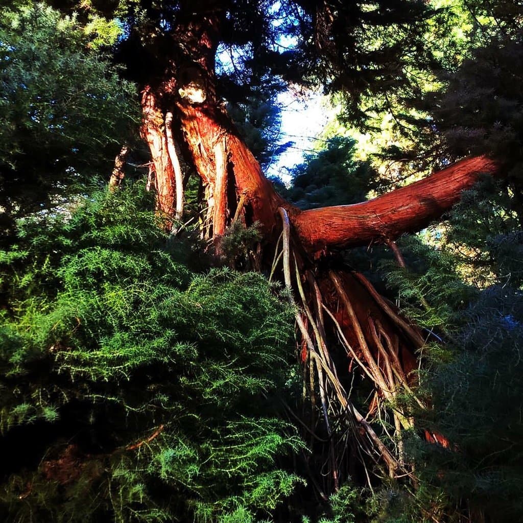 Lickey Hills Country Park