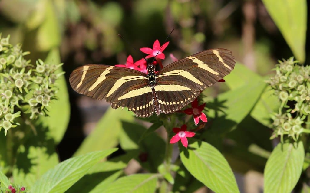 butterfly