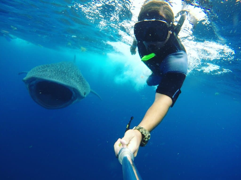 selfie Whale Shark!