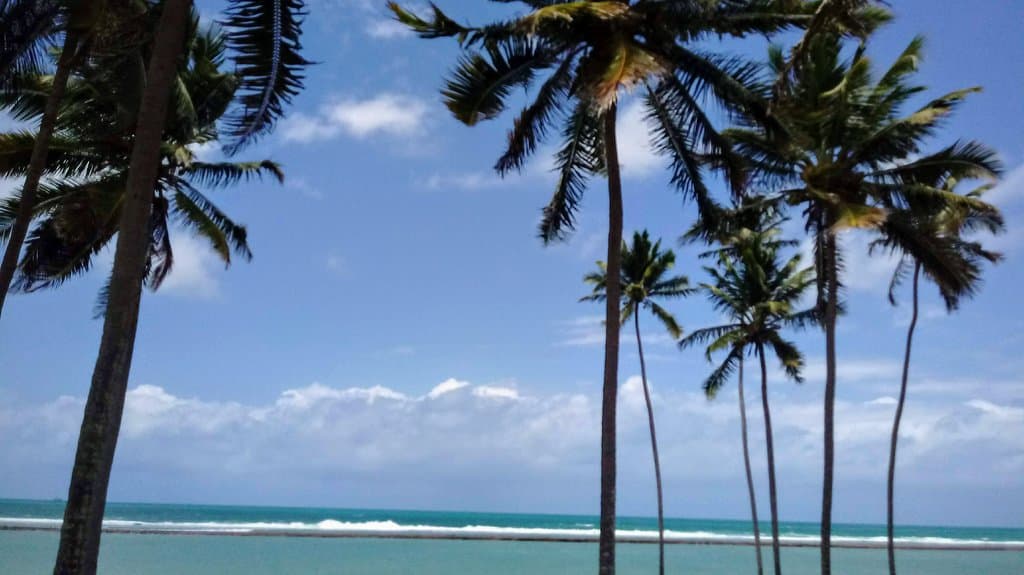 Coqueiros enfeitam a praia