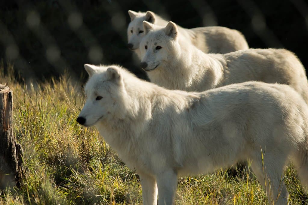 Ajaja, Marraq, & Siija the Artic Wolves