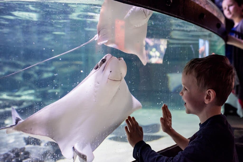 Smiling at a stingray (Greater Cleveland Aquarium, photo by Amber Patrick)