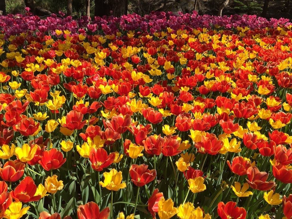 Araluen Botanic Park