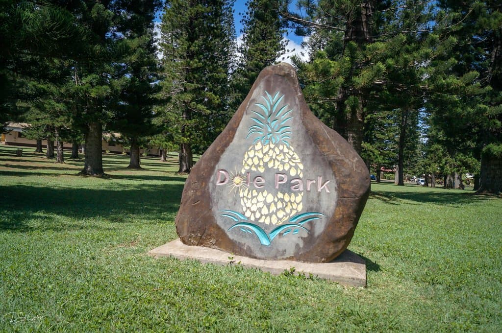 Dole Park sits in the middle of Lanai City. Cook pine trees grow all throughout the park, while 