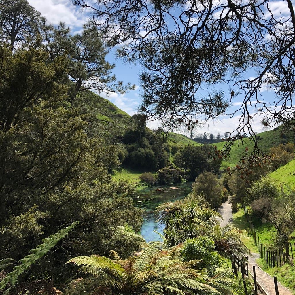 Blue Spring Te Waihou Walkway