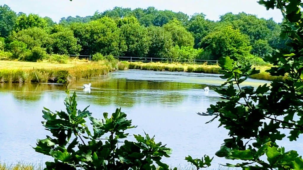 Réserve naturelle des prés salés Ares Lège