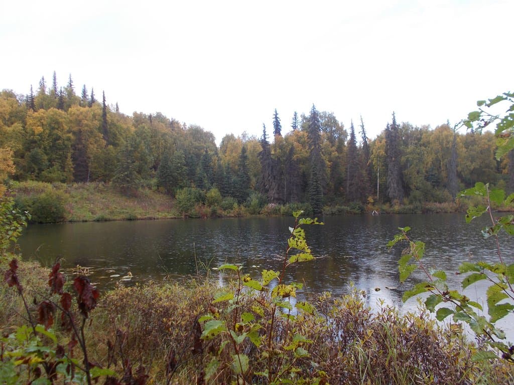 Nancy Lake Recreation Area, Milepost 67.3, Parks Hwy, Wasilla, Alaska. Near South Rolly Lake.