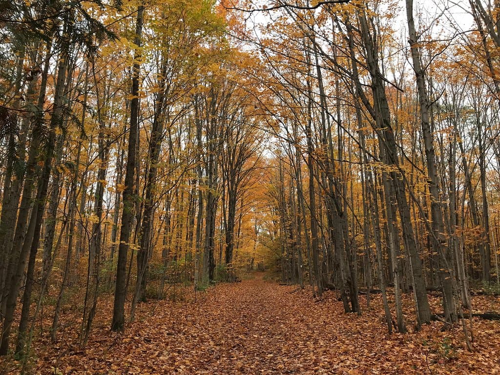 Woods