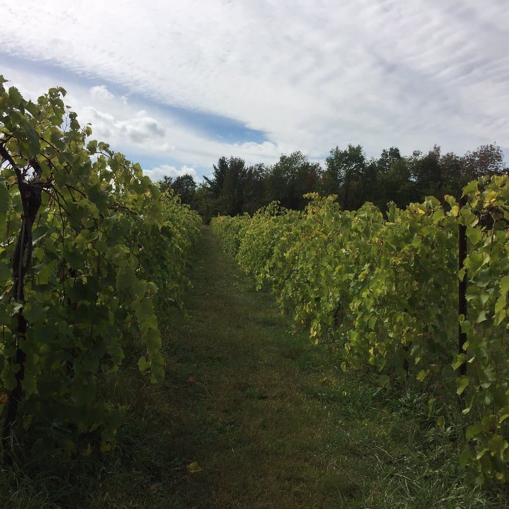 Shelburne Vineyard