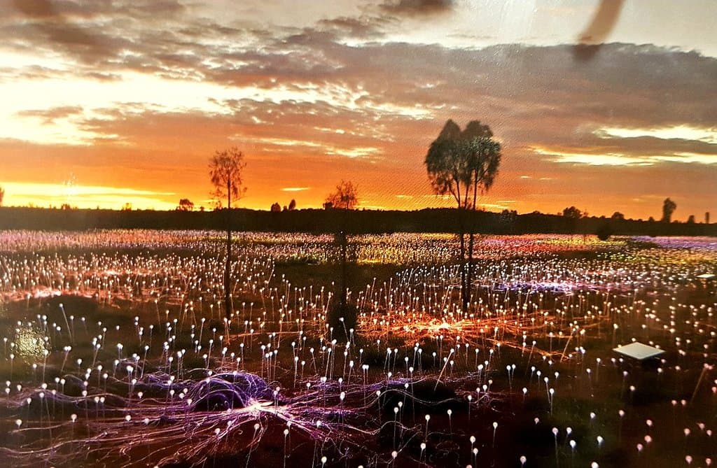 Field of Light Uluru