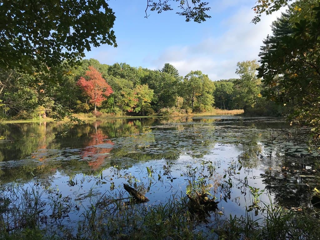 pond near the rockery