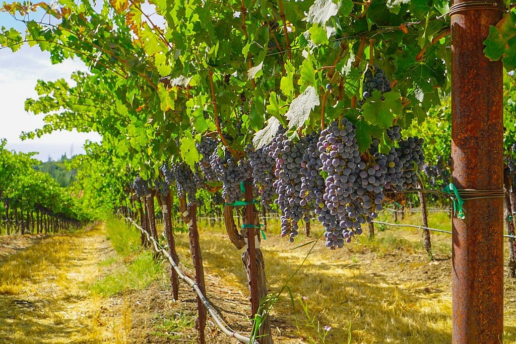 Nearing harvest in the vineyards. 