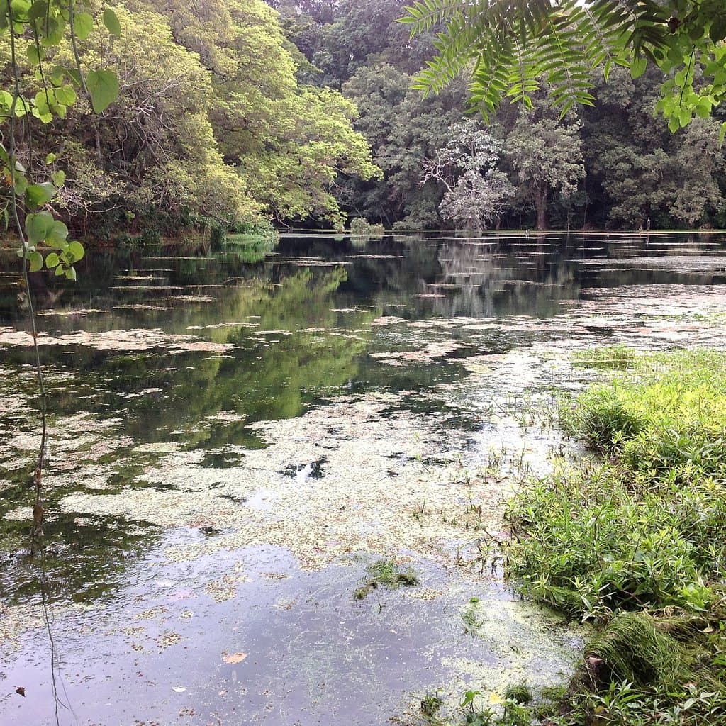 the rainforest and nature walk