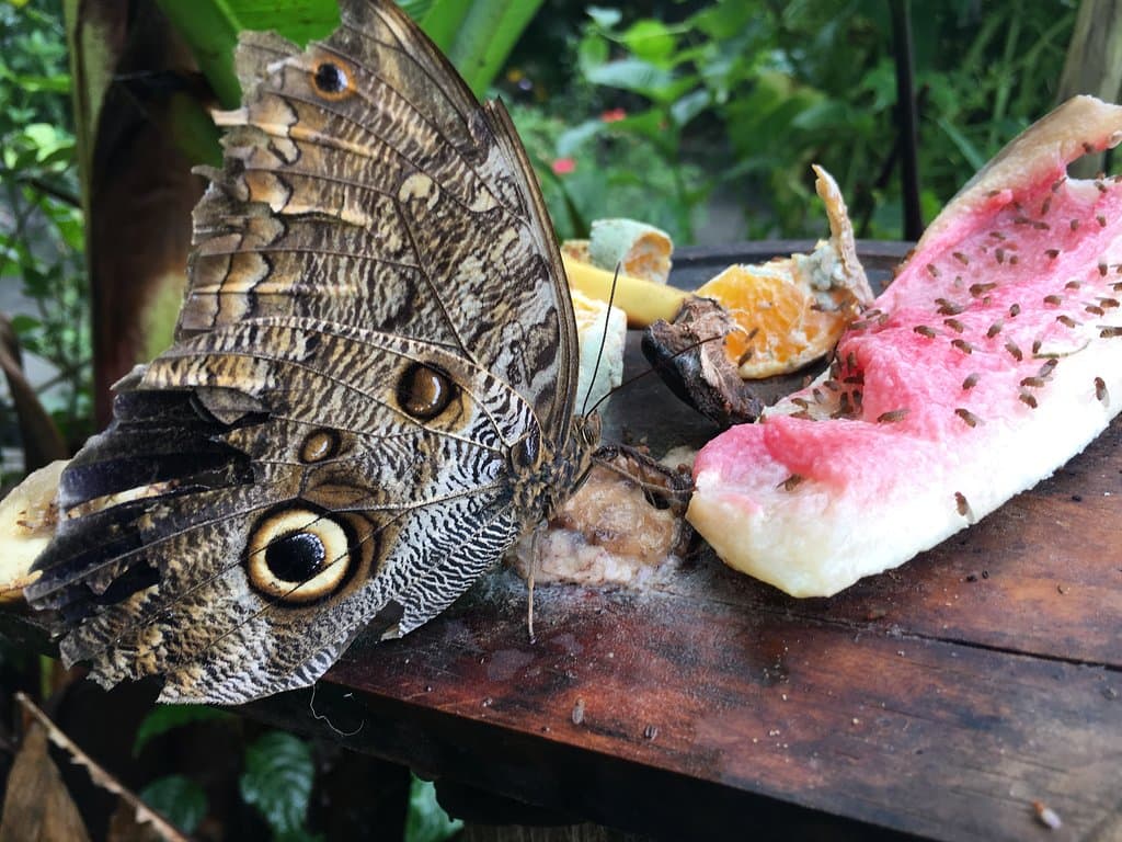 Magic of Life Butterfly House