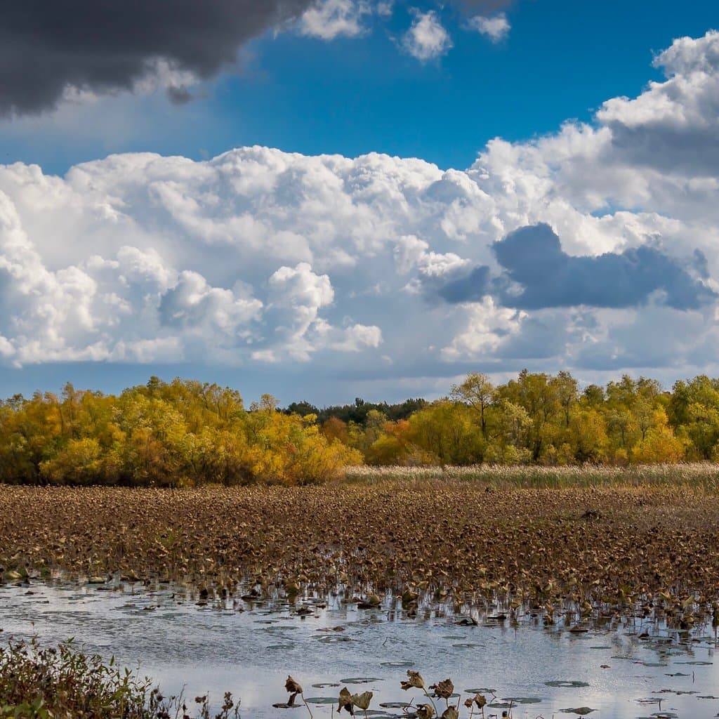 Beautiful ponds near Lake Erie for waterfowl and wildlife!