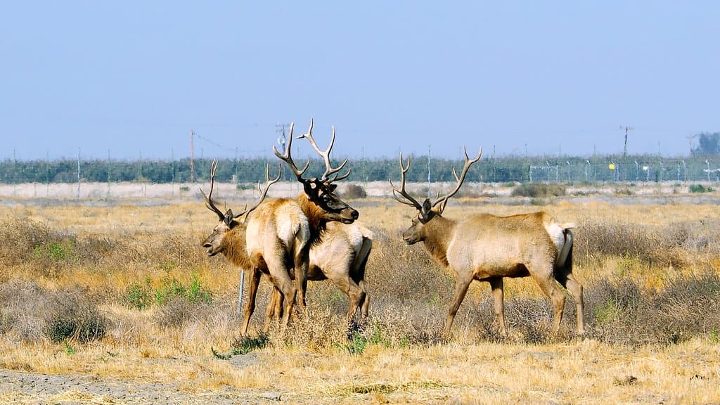 Tule Elk State Natural Reserve